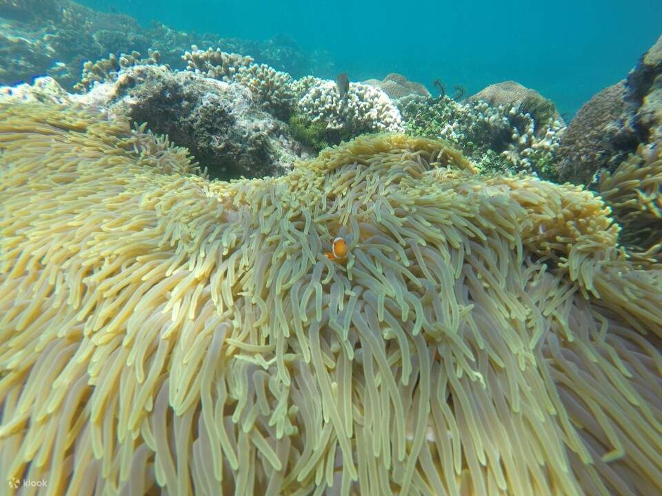 fish that swims among the coral reefs at Labuhan Amuk Beach