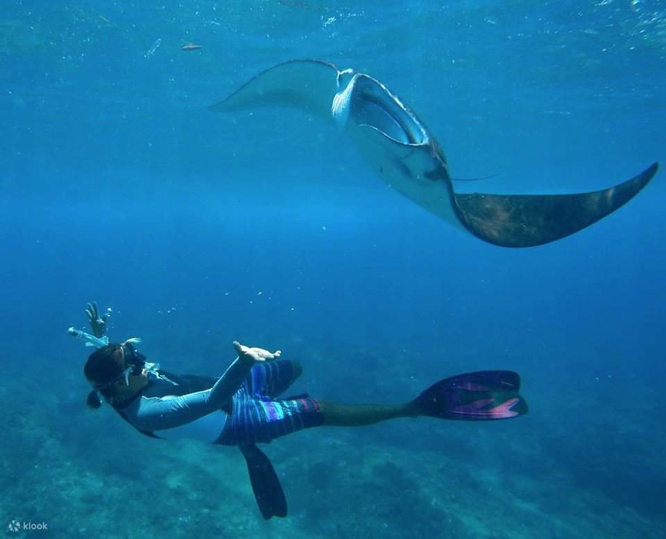 與蝠鱝一起浮潛