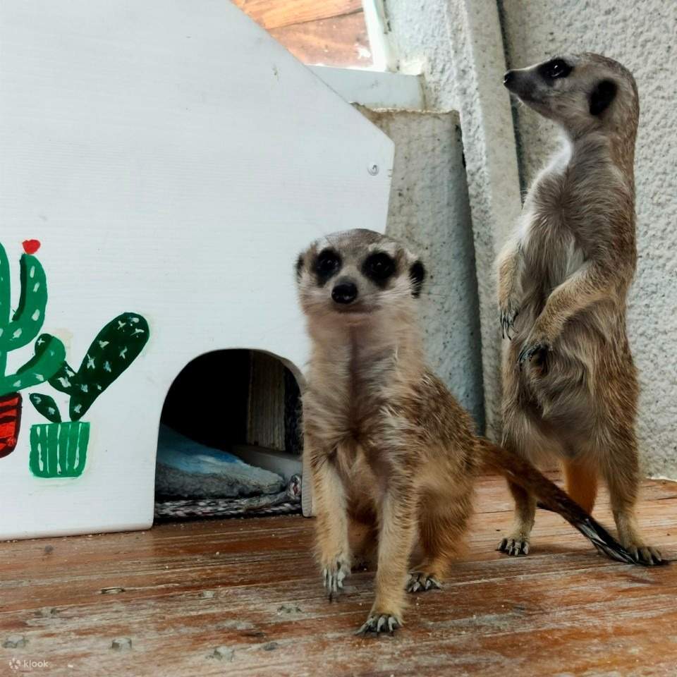 宜蘭回巢 Homing 荒野沙漠農場門票