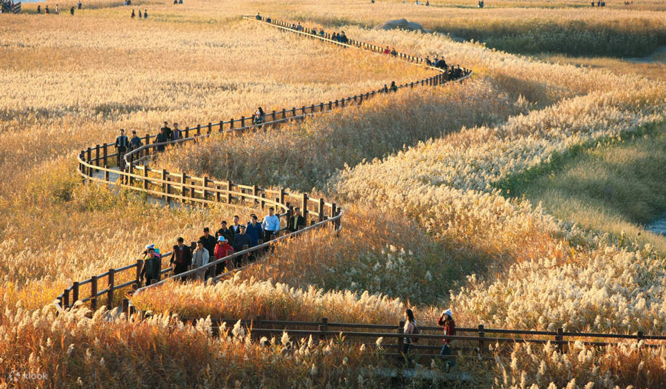 Suncheon Bay National Garden & Suncheon Open Film Set Day Trip from