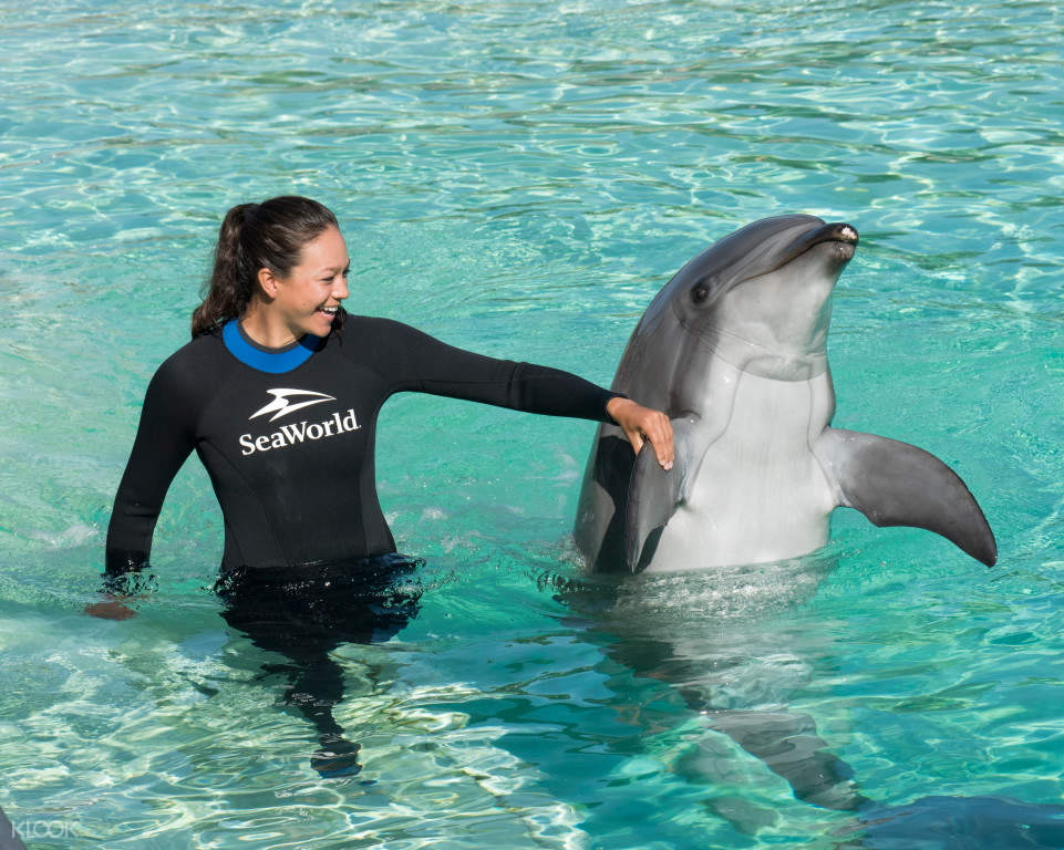 圣地亚哥海洋世界 海豚互动体验项目