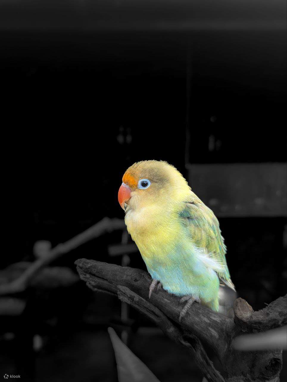 Langkawi Wildlife Park Ticket