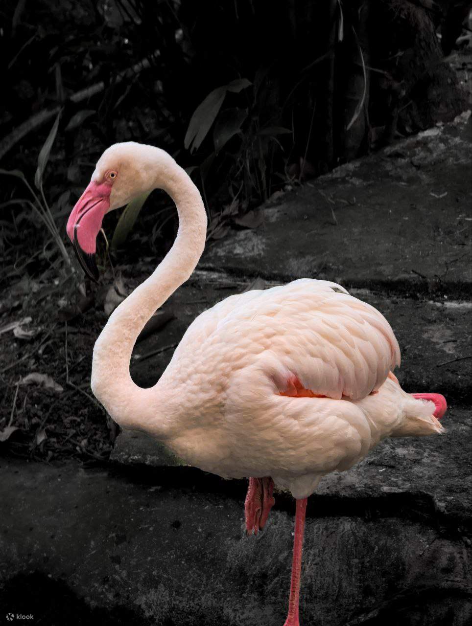 Biglietto per il Langkawi Wildlife Park