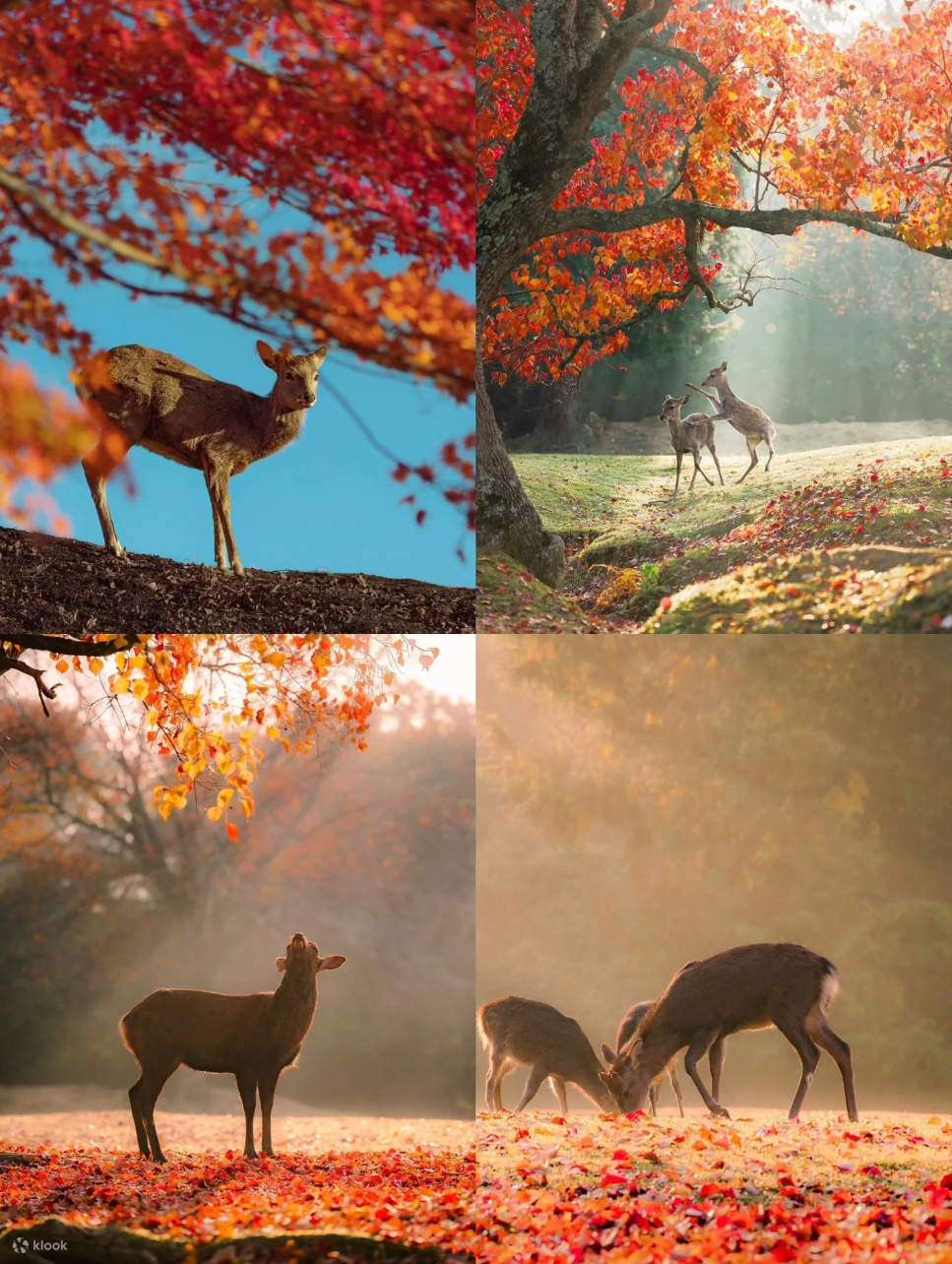 Tapak Rusa Lawatan Sehari ke Tasik Biwa Empat Musim & La Collina Omihachiman ...