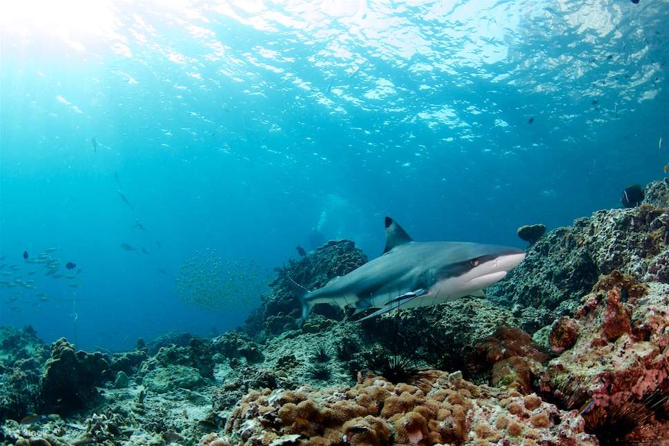 Indimenticabile Escursione Subacquea di Mezza Giornata