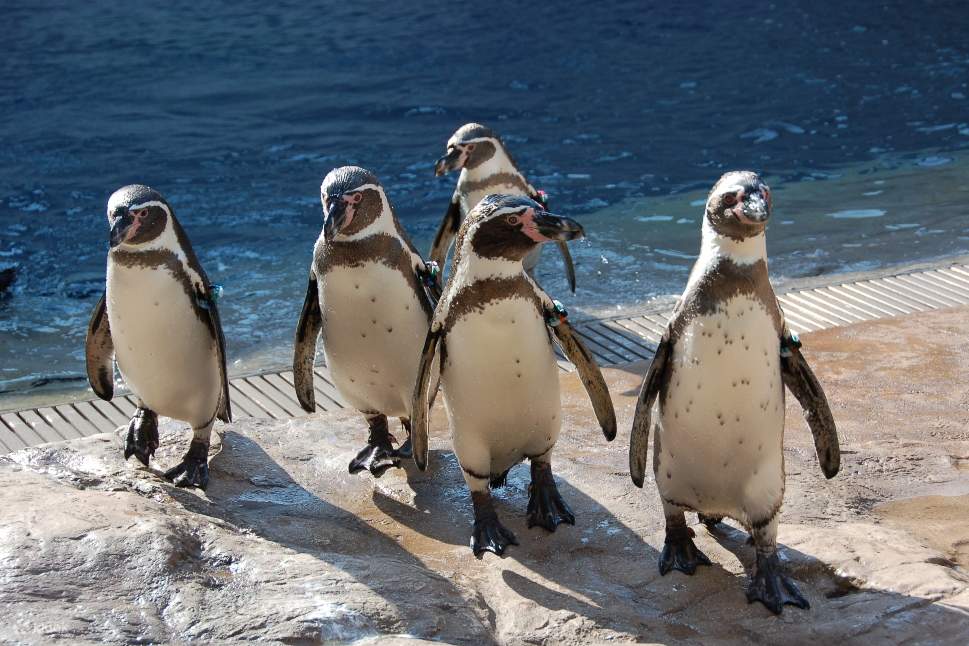 เหล่าเพนกวินรอทักทายคุณอยู่!