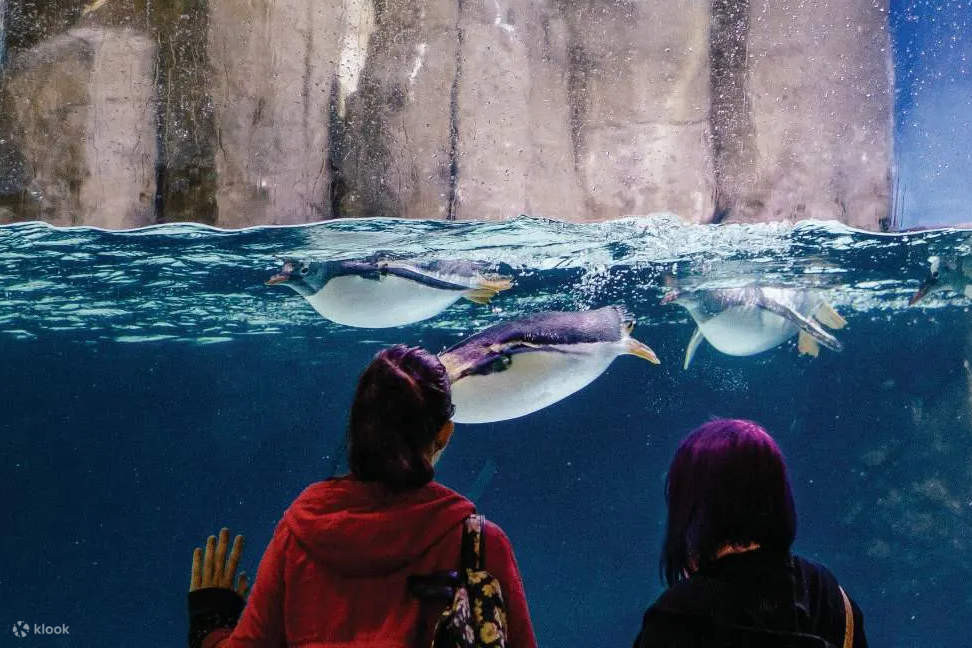 Sea Life Melbourne Aquarium Ticket Klook Australia