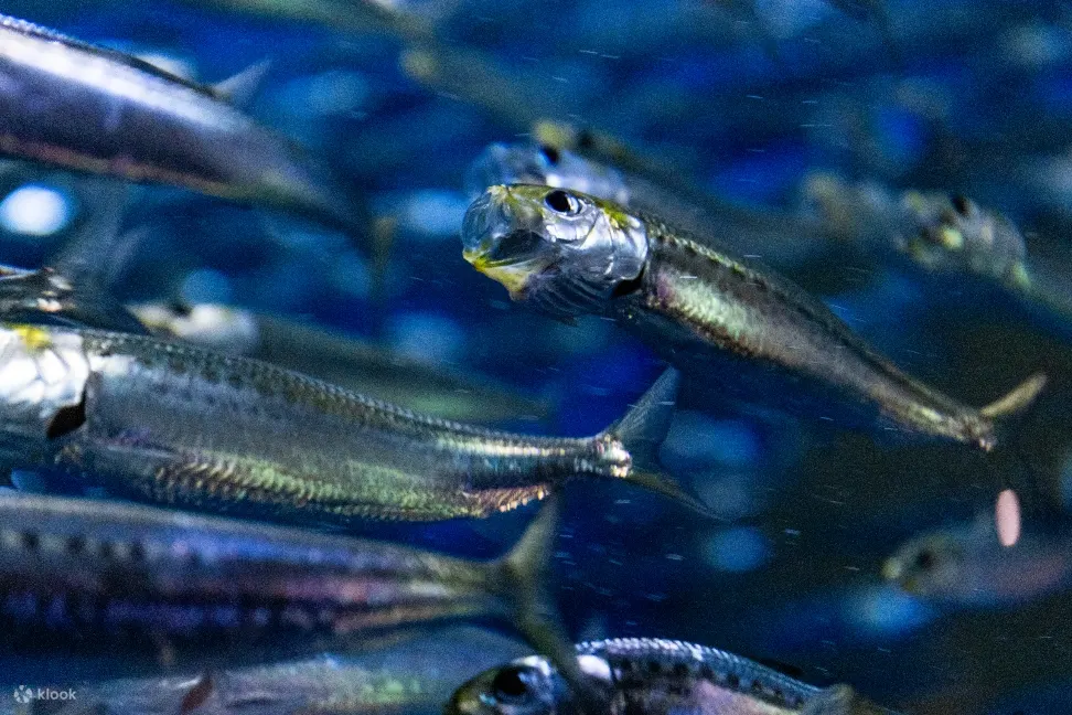 飞鱼