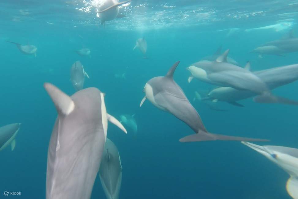 Gặp gỡ cá heo chặt chẽ