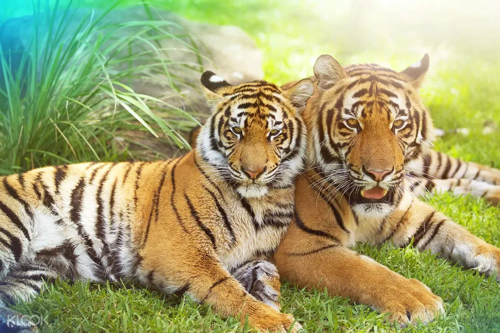 dreamworld tickets - Dreamworld tigers