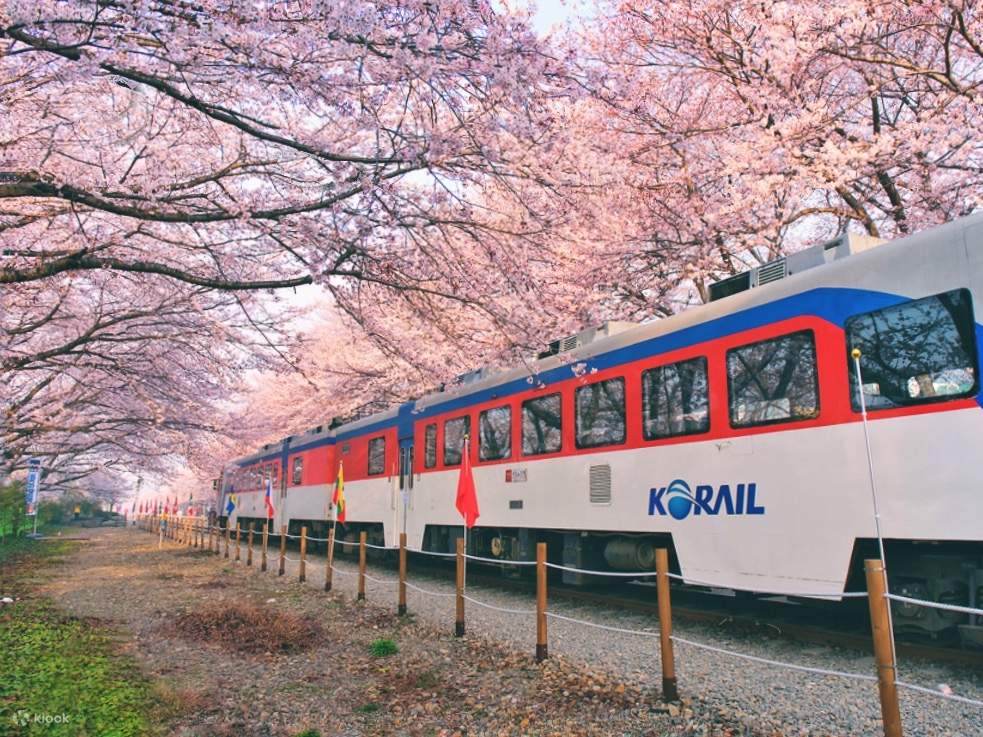 Jinhae Gunhangje Cherry Blossom Festival Day Tour from Seoul Klook