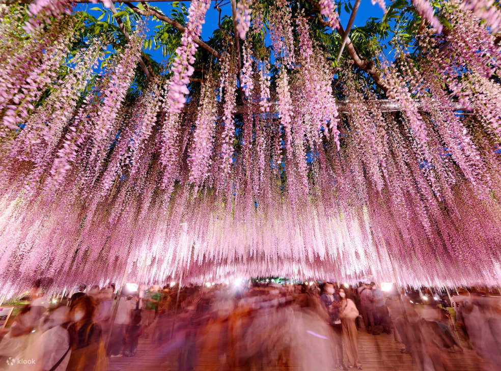 Adachi Flower Park Night Wisteria, Kamiso Torii, and Ibaraki
