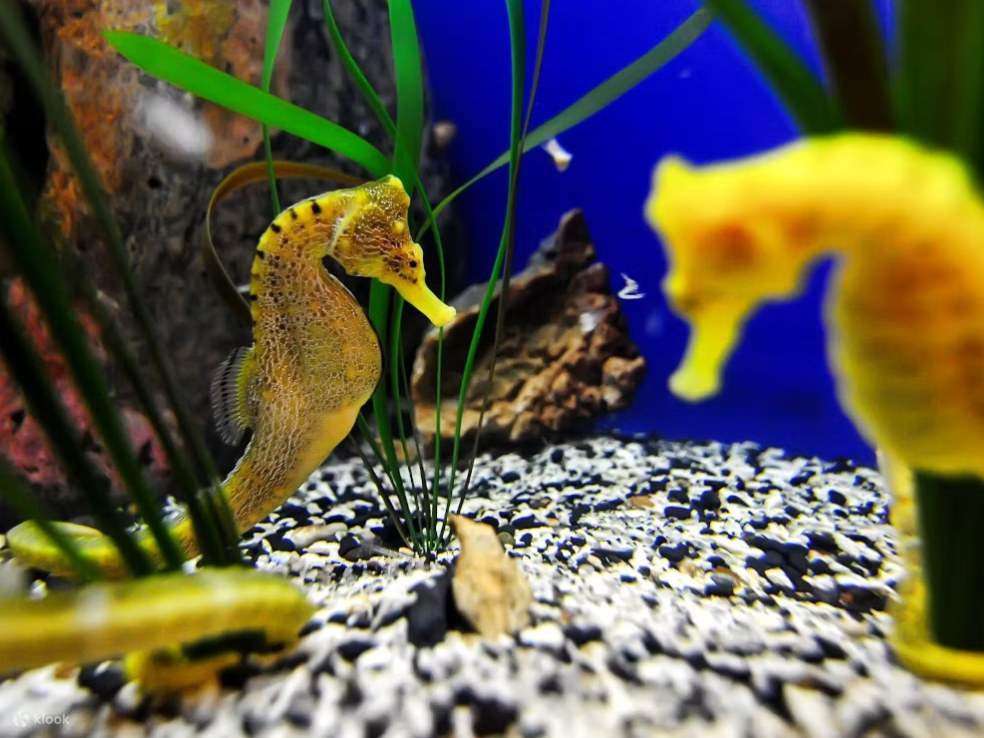 Un minuscolo cavalluccio marino nano fluttua delicatamente tra l'esposizione di zostera marina