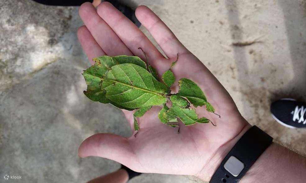 Gunj Insect Gunung Jasar Mountain Trail Tour - Klook