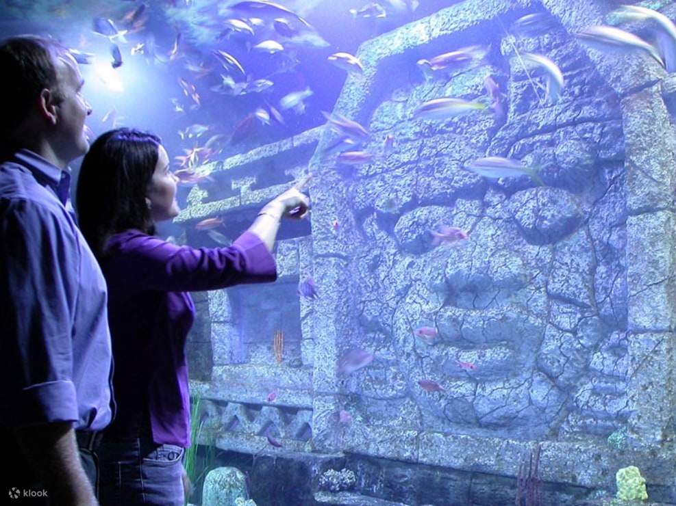 Acércate cara a cara con exóticas criaturas marinas de todo el mundo