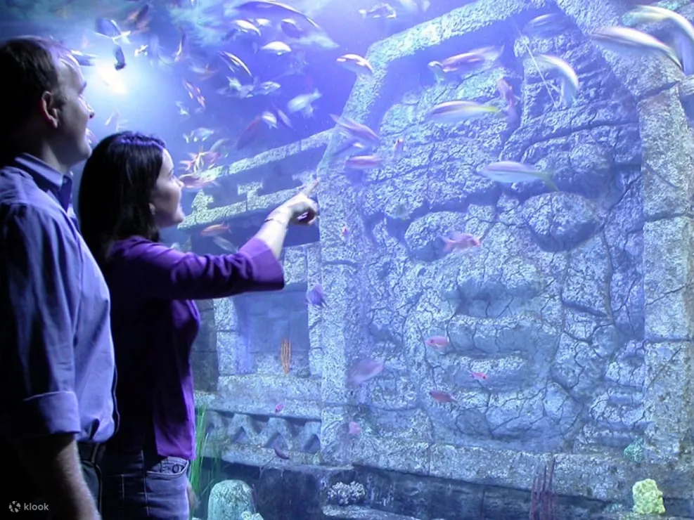 与来自世界各地的奇异海洋生物面对面