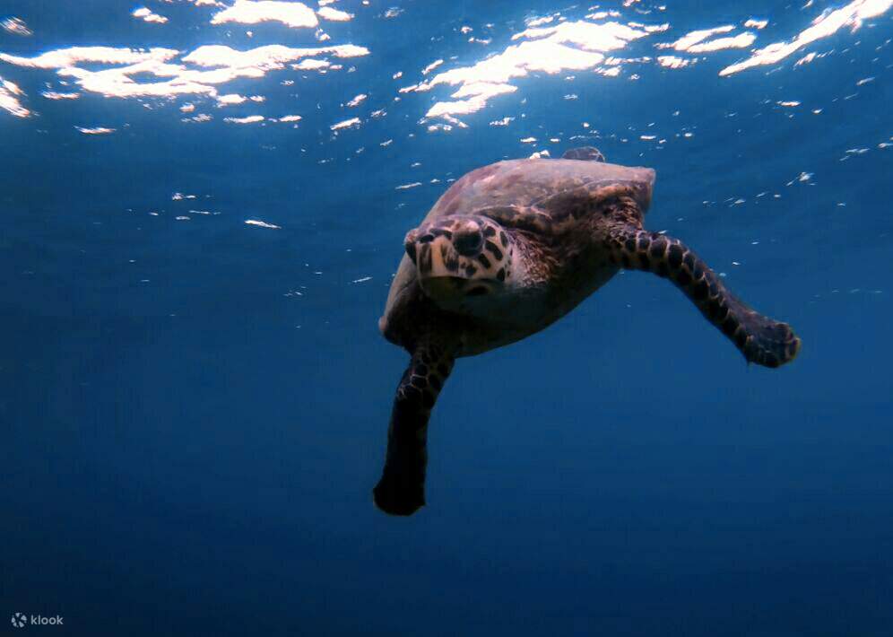 PADI Advanced Open Water Diver