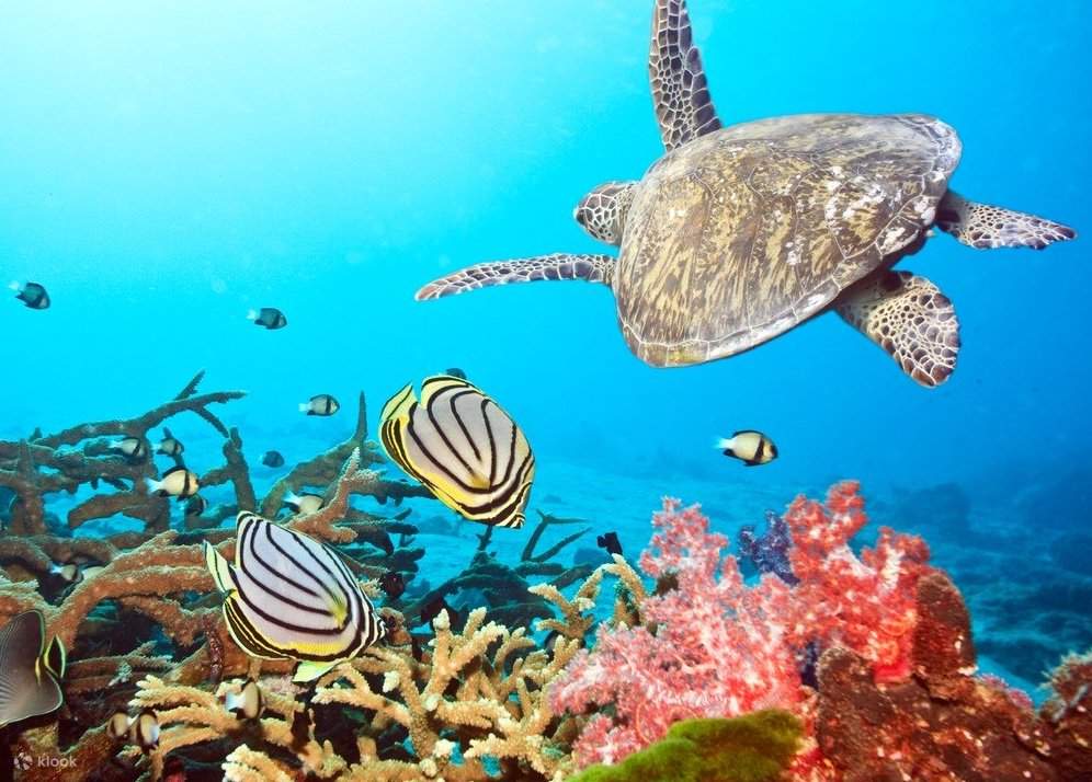 Rùa và sinh vật biển khác