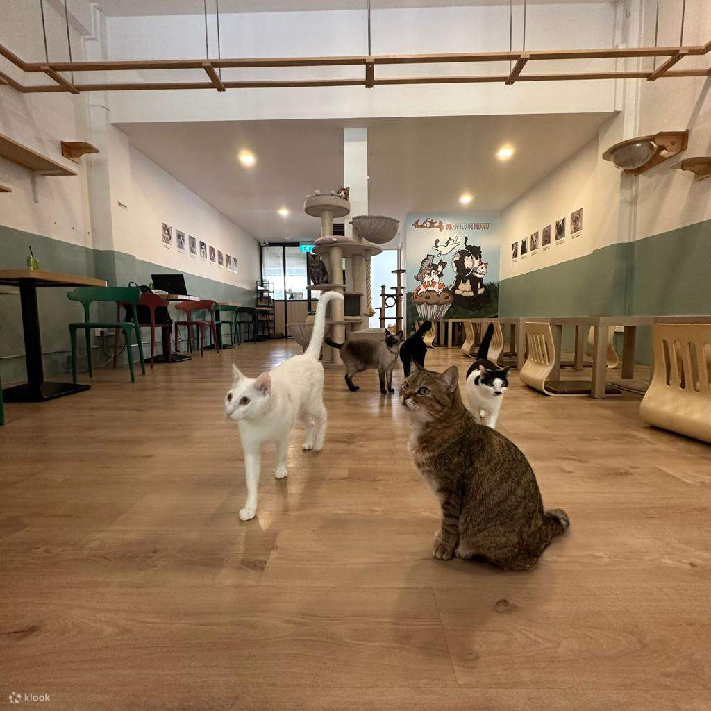 Up to 15 Off The Cat Cafe Discounted Entrance Fee in Rail Mall