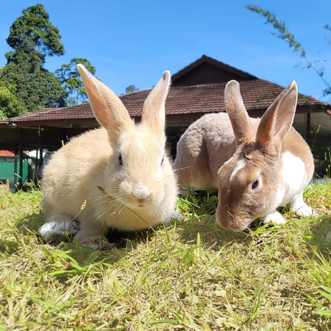 Hi Rabbit Kl Colmar Bukit Tinggi and Japanese Village Day Tour from Kuala Lumpur