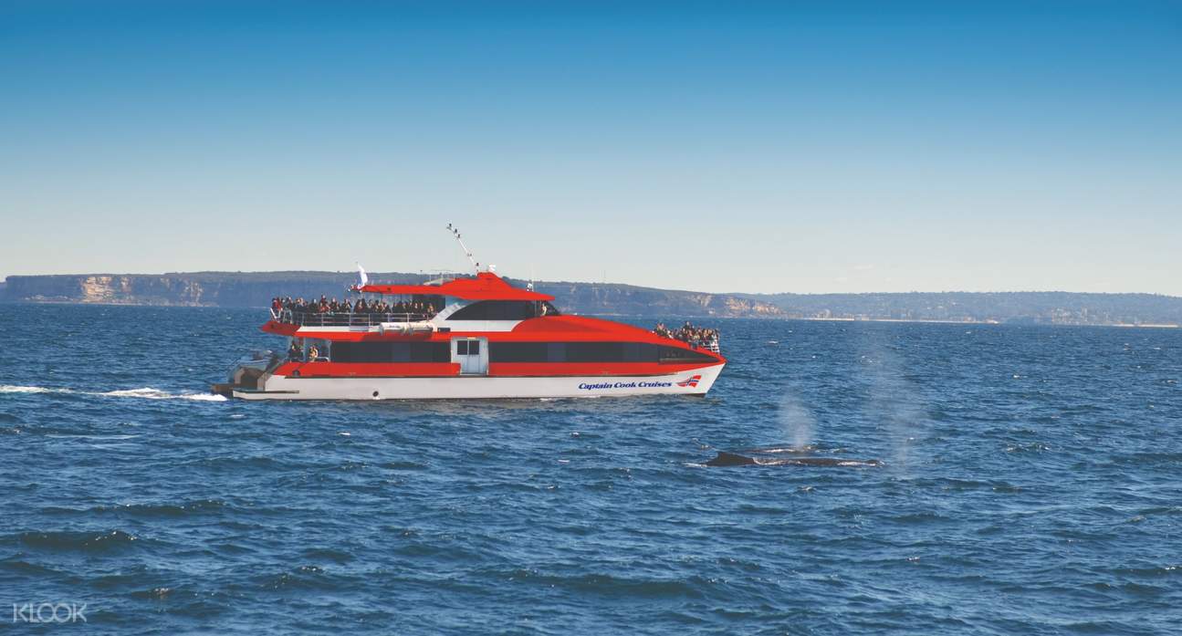 captain cook cruises whale watching