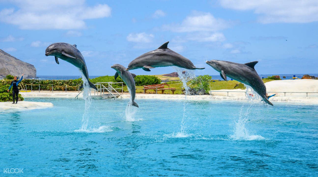 Dolphin Swimming Adventure Private Trip in Oahu, Hawaii