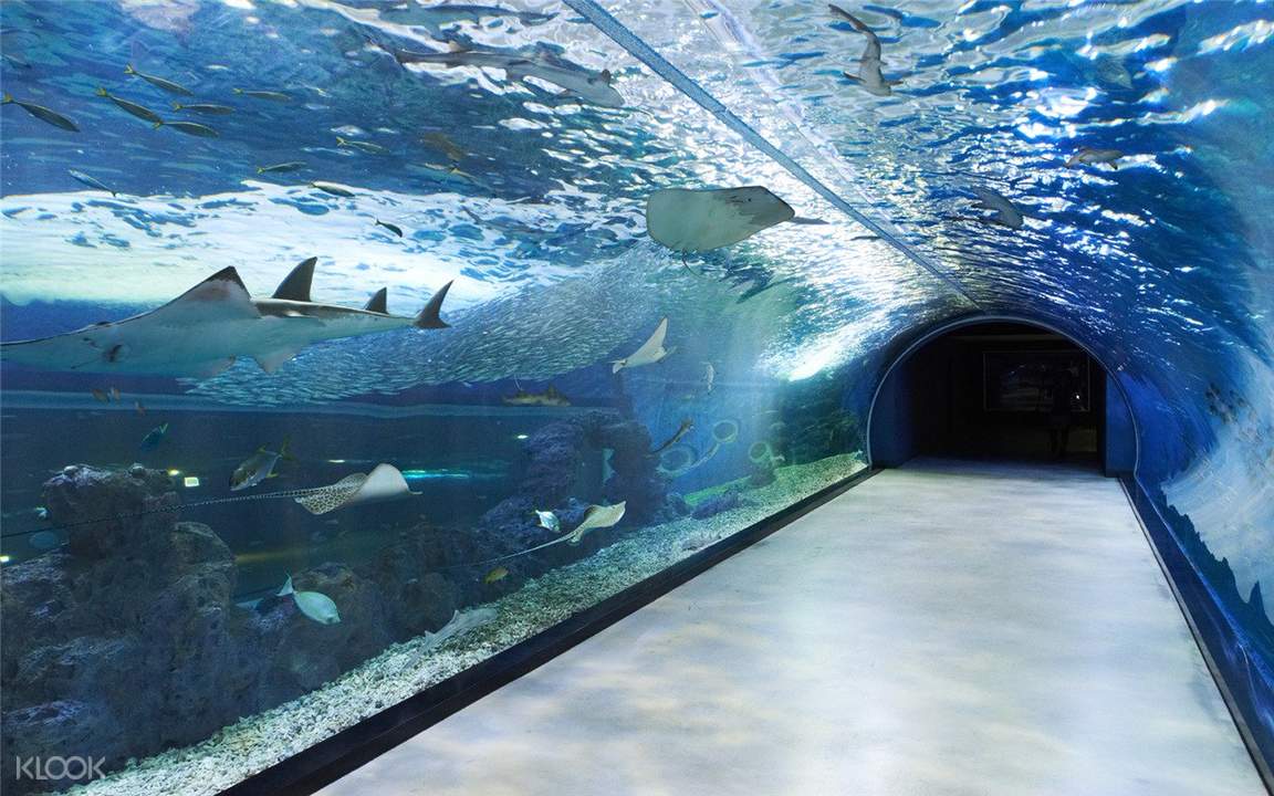 Up to 20% Off | Aqua Planet Jeju - Klook Philippines