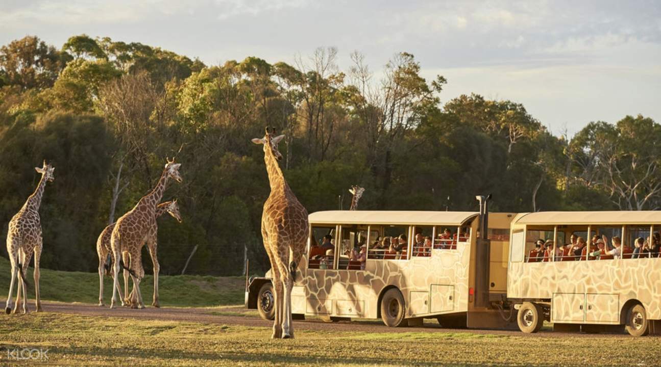werribee zoo safari bus pram