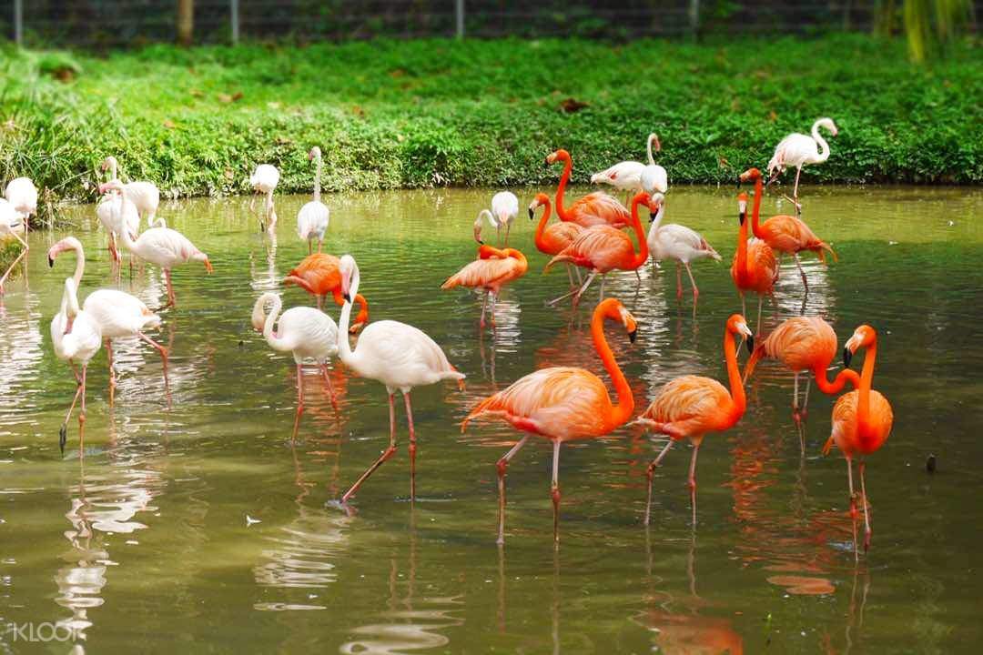 Zoo Negara (National Zoo of Malaysia) - Klook Malaysia