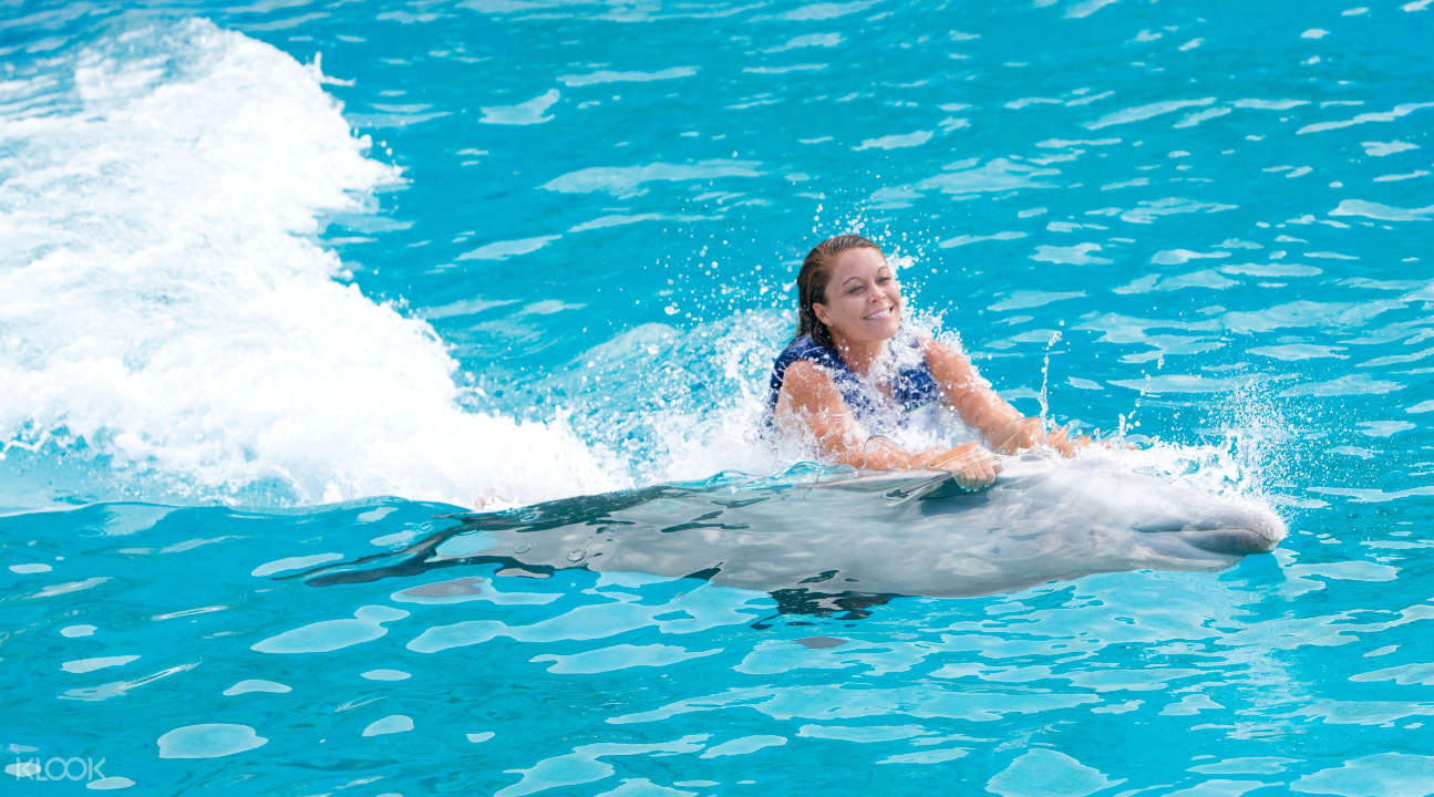 Dolphin Swimming Adventure Private Trip in Oahu, Hawaii