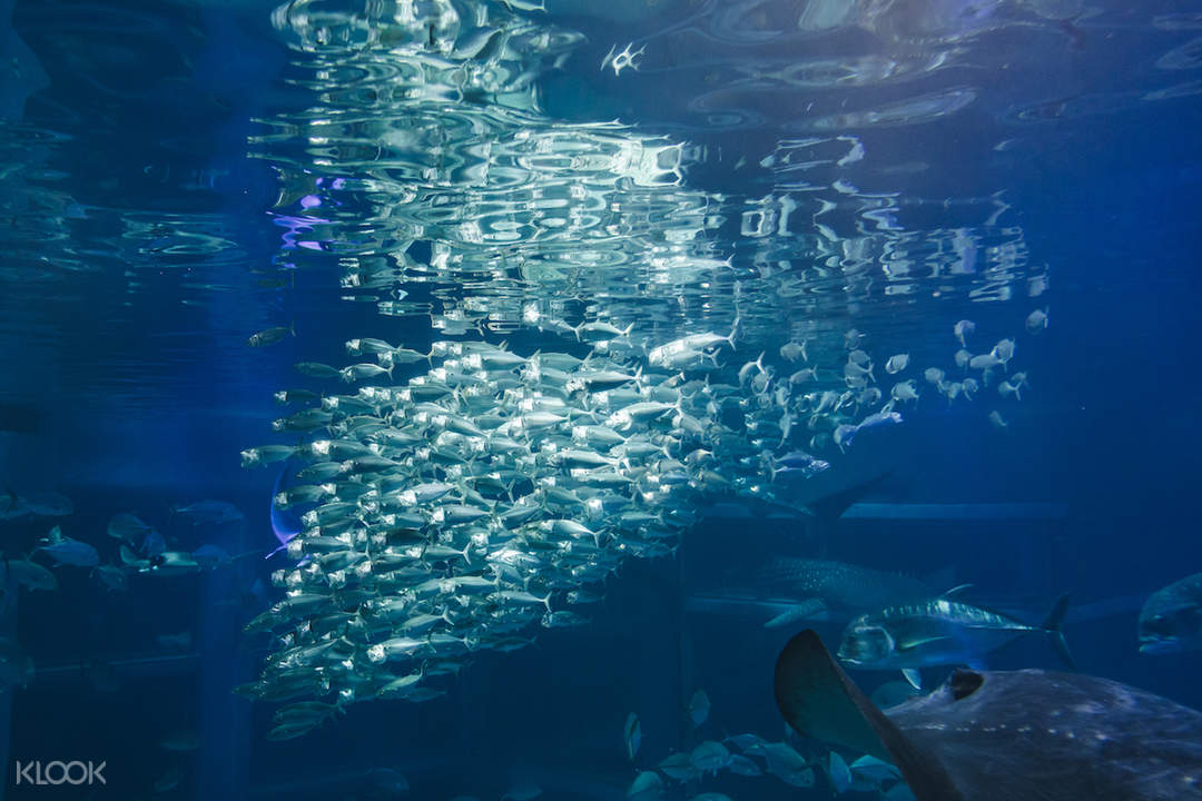 Entrada para el acuario Kaiyukan de Osaka