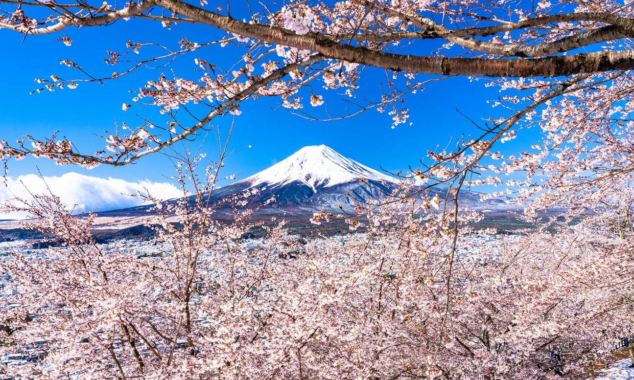 See Cherry Blossoms on a Day Trip to Mt. Fuji, Shin Arakura Sengen from