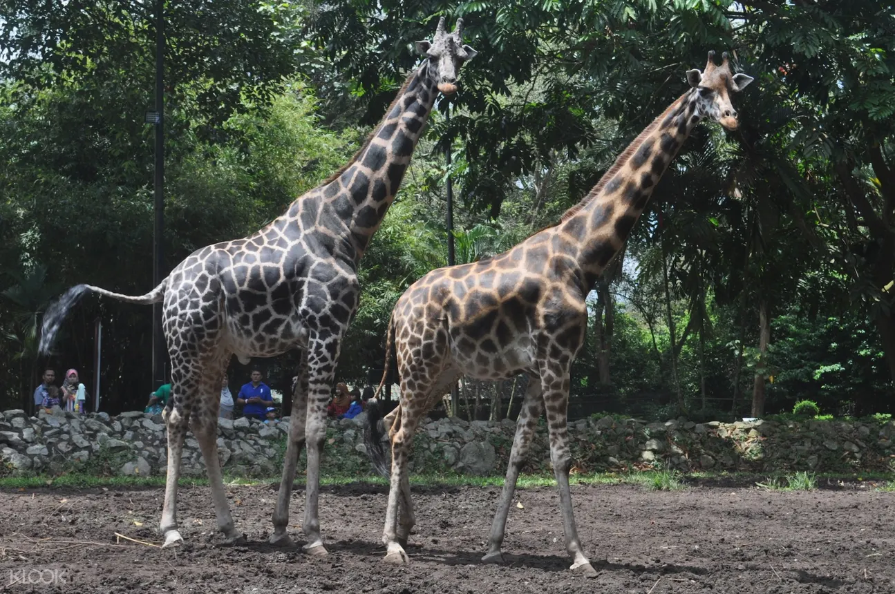 Melaka Zoo Night Safari Admission Ticket In Melaka Malaysia Klook Us