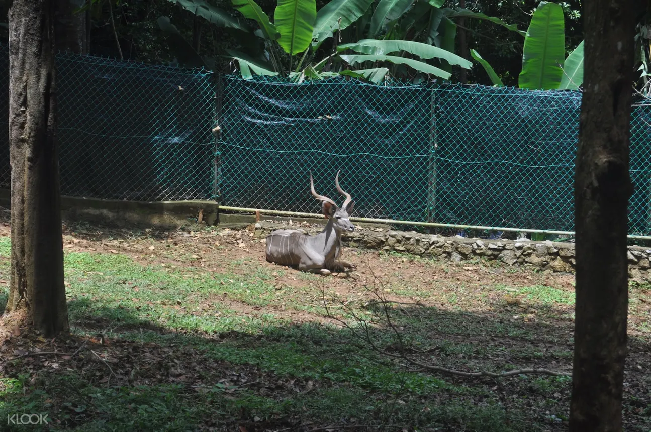 Melaka Zoo Night Safari Admission Ticket In Melaka Malaysia Klook Us