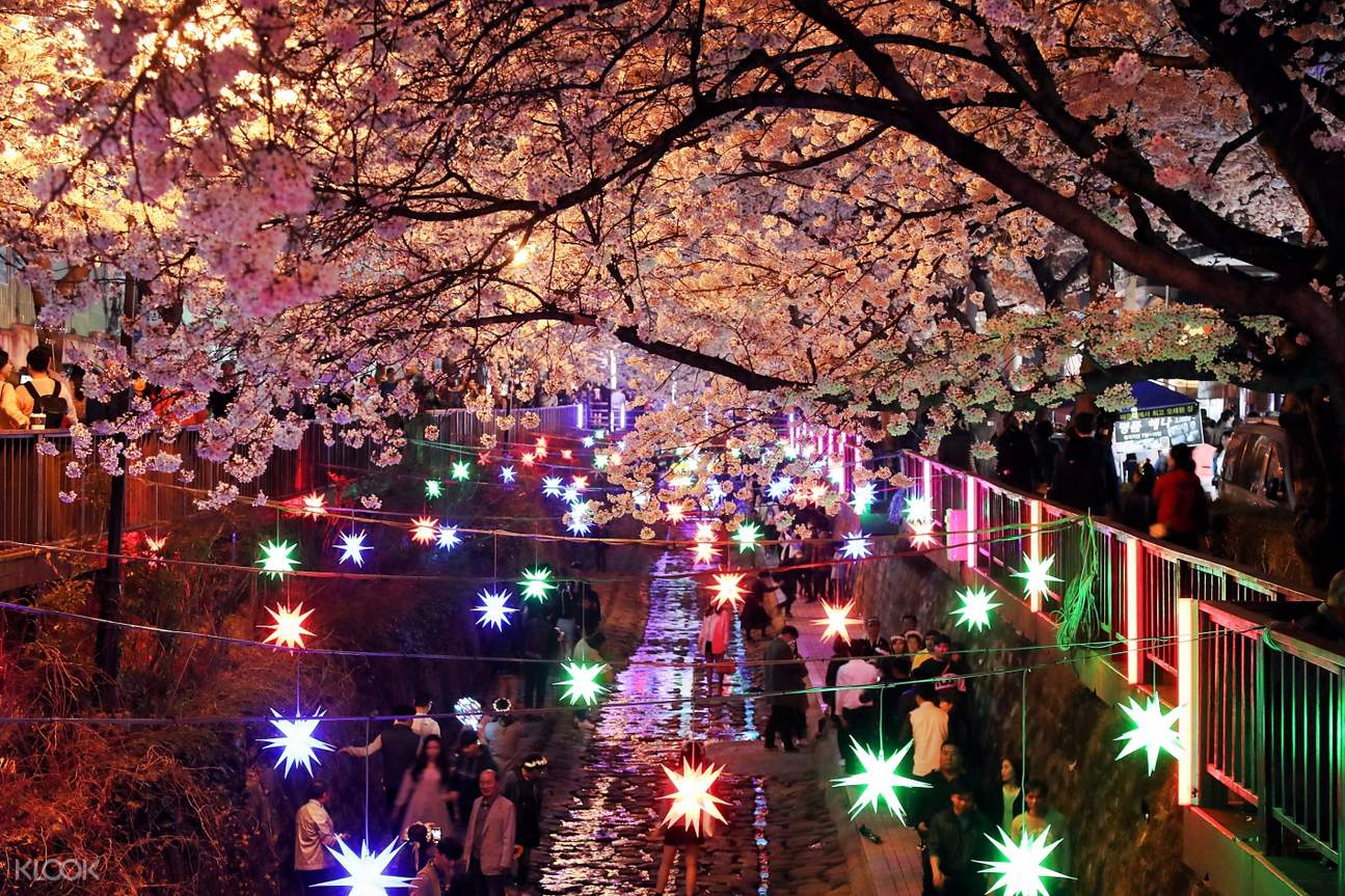 Jinhae Cherry Blossom Festival Tour from Busan, Korea