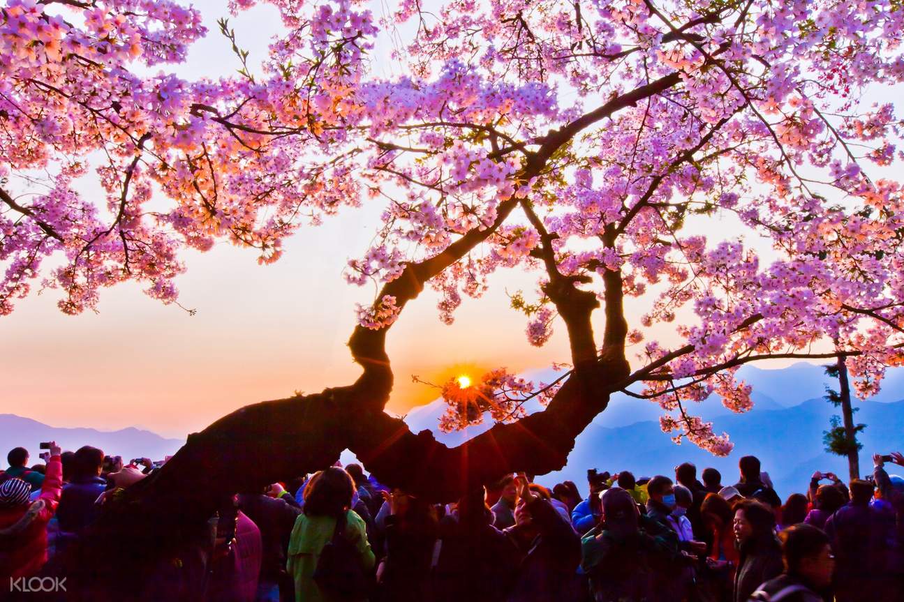 阿里山国家森林游乐区门票 - Klook客路 中国