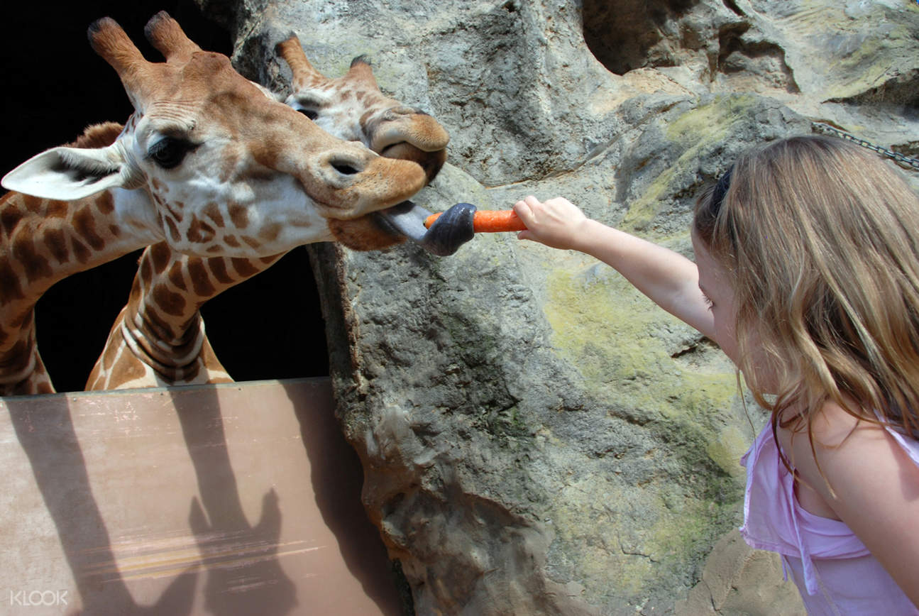 2D1N Sydney Taronga Zoo Roar and Snore Camp
