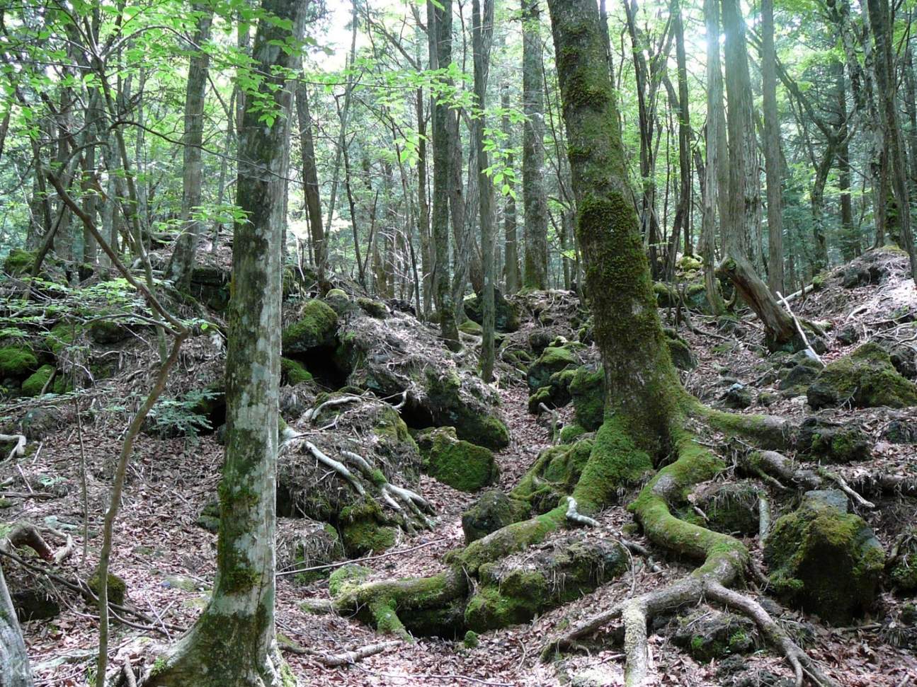 The Spirit Flow Of Aokigahara Aokigahara Forest Trekking Tour