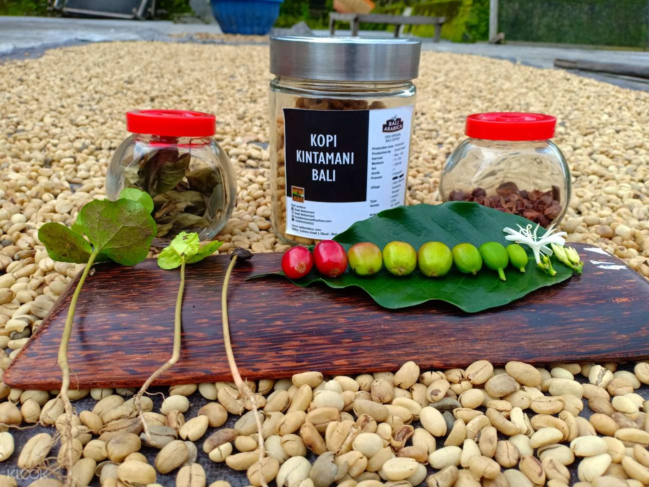 Coffee Plantation Visit with Luwak Coffee Tasting Experience in Bali