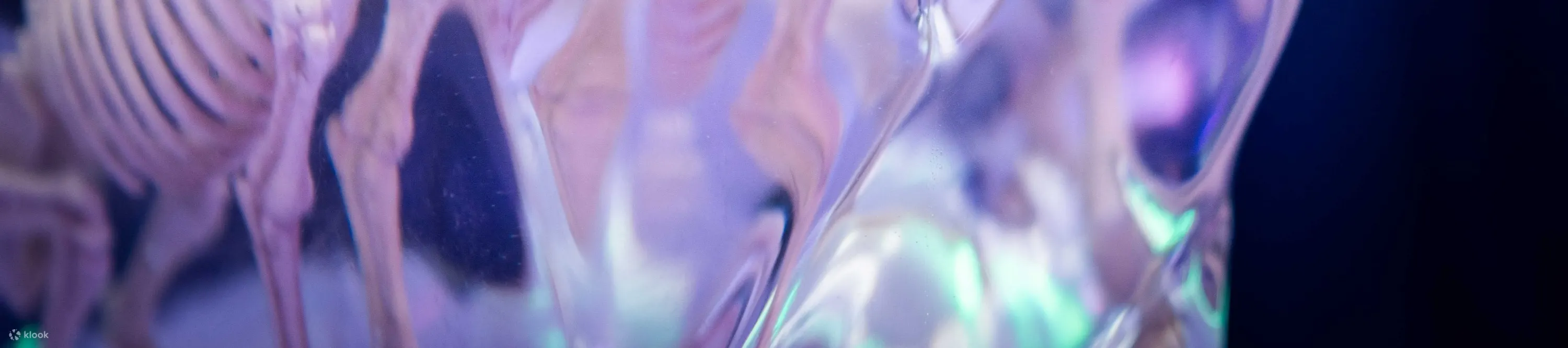 欣赏 IceBar 令人惊叹的冰雕艺术和充满活力的灯光