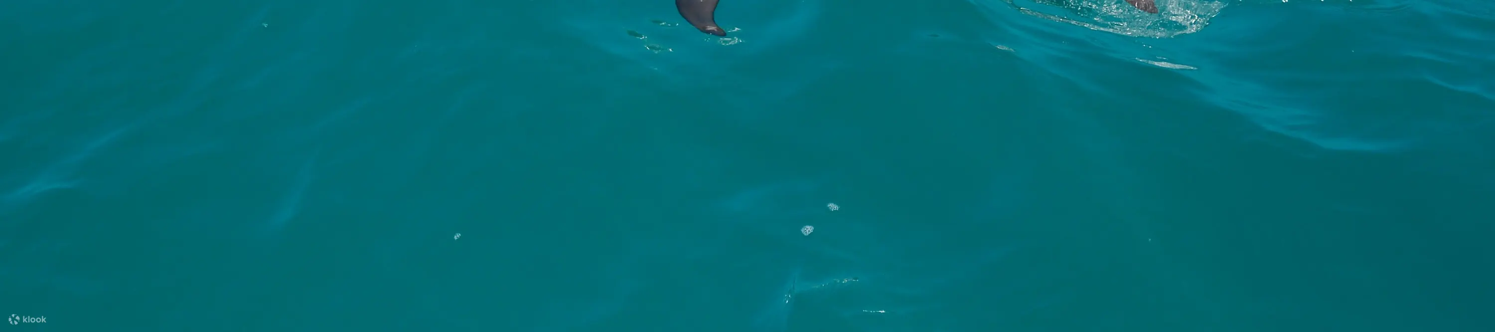 海豚妈妈和小海豚