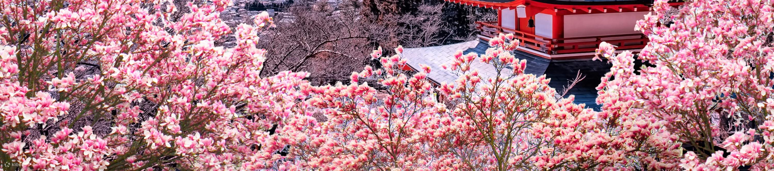 从东京出发的 10 小时富士山、箱根、镰仓私人包车游