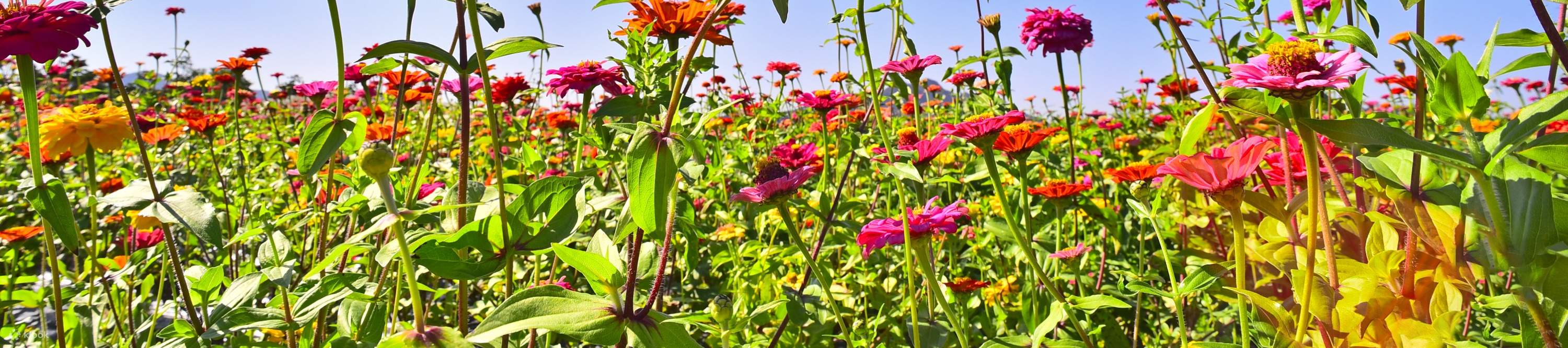 Bongpyeong Buckwheat Flower Festival + Pyeongchang Zinnia Festival