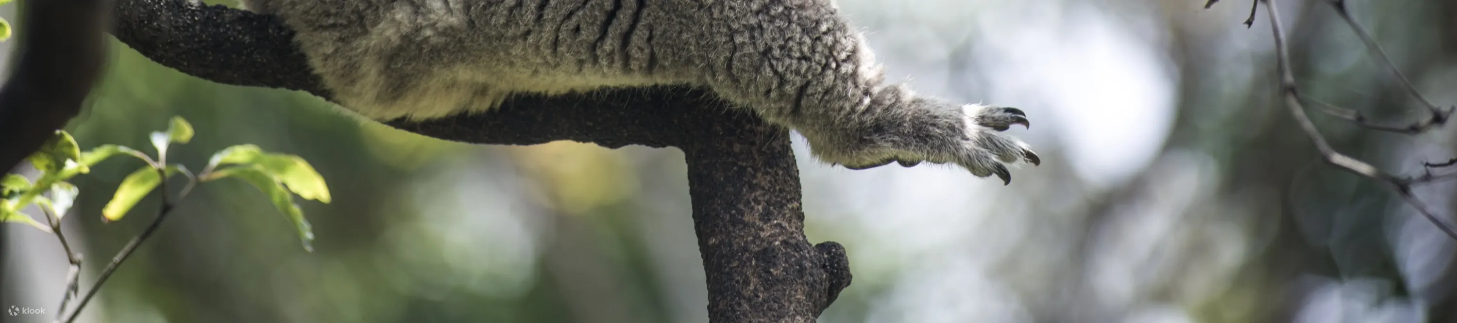 koala sleepig