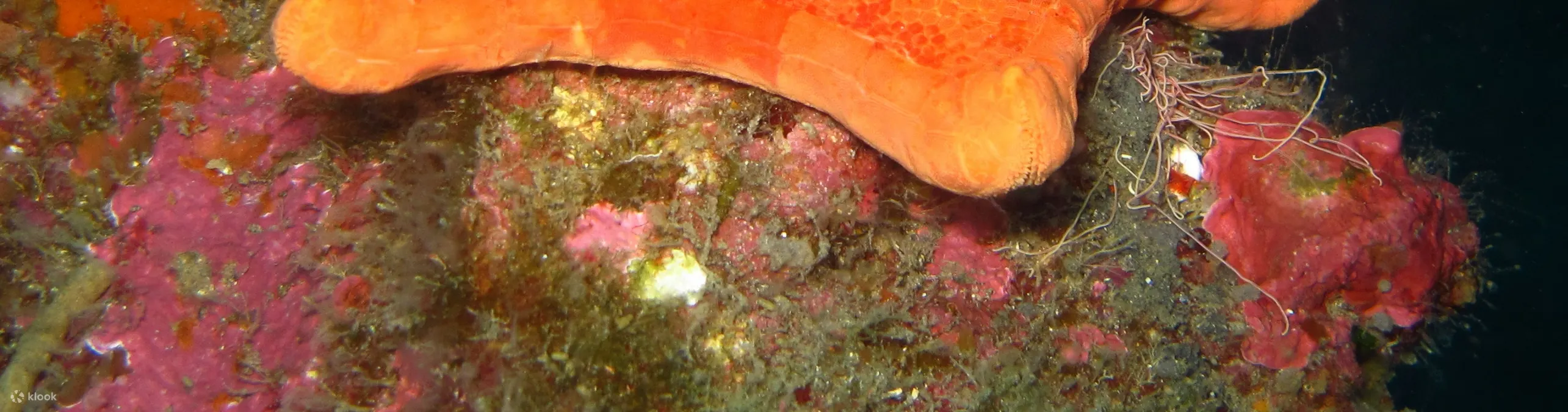 PADI 探索水肺潜水