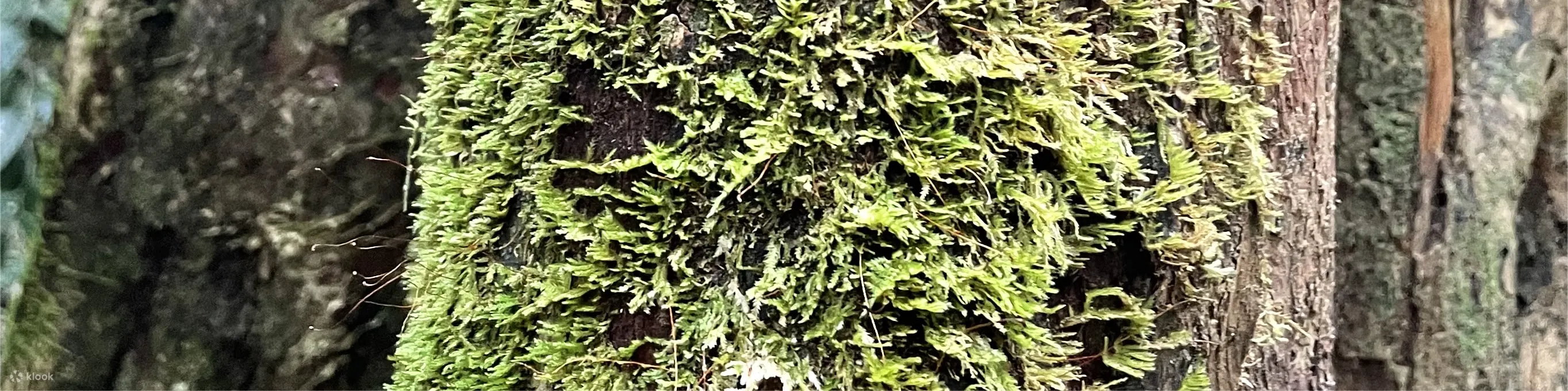 兰卡威清晨雨林徒步