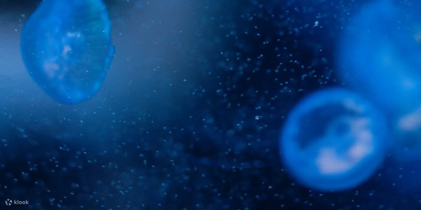 Jelly fish