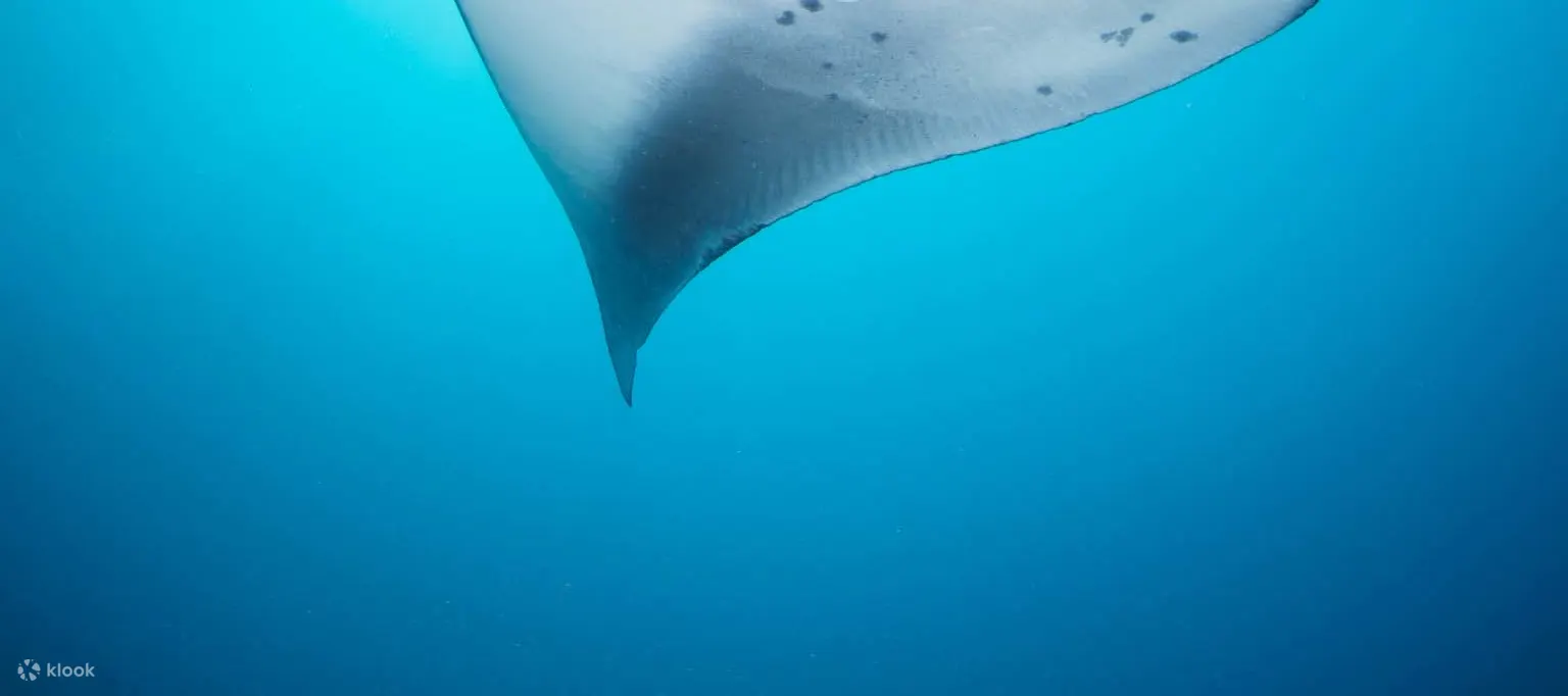 PADI 透过 2 次努沙佩尼达潜水体验水肺潜水
