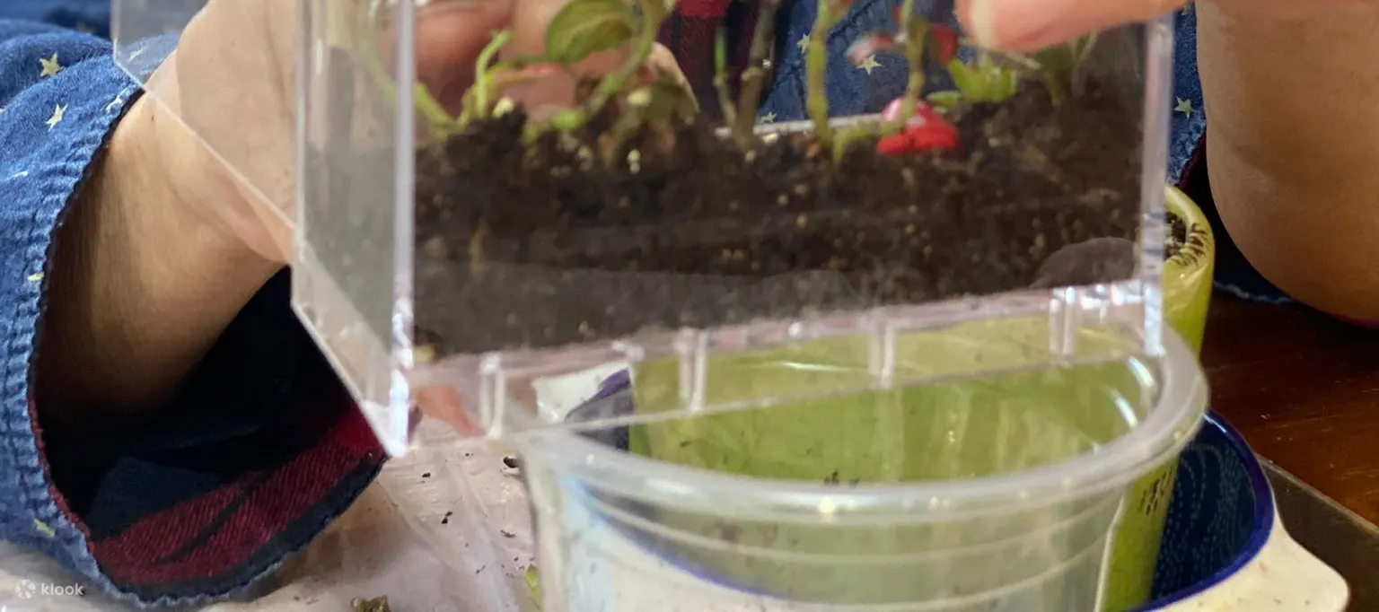 手作班房 - 微景观植物生态工作坊 Mini Terrarium Workshop｜铜锣湾