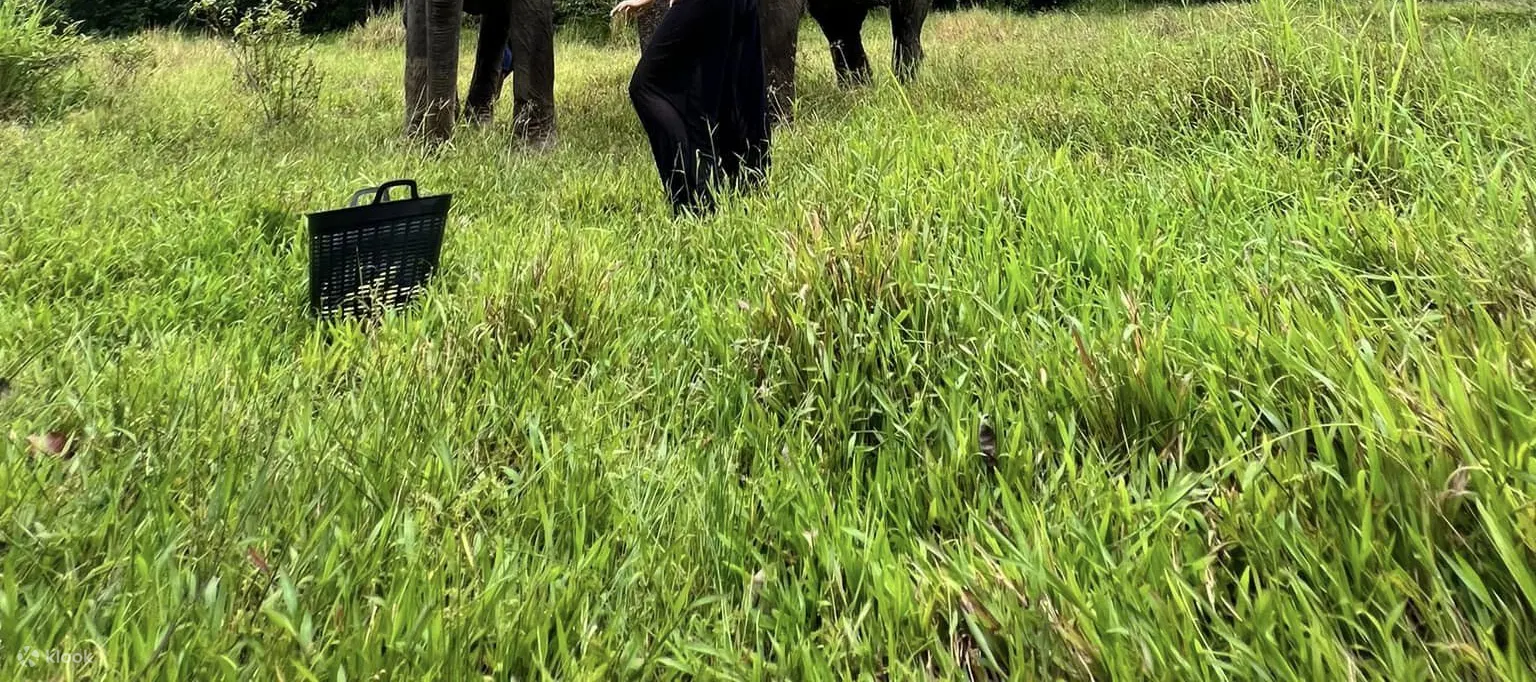 大象保护区甲米体验